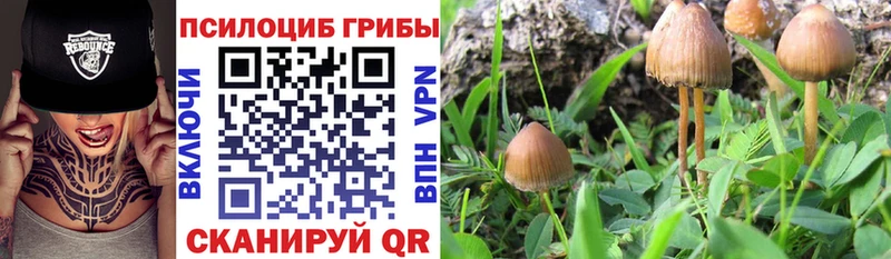 Псилоцибиновые грибы мицелий  Суворов 